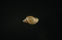 藏品(小椎實螺)的圖片